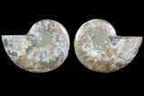 Cut & Polished Ammonite Fossil - Agatized #82328-1